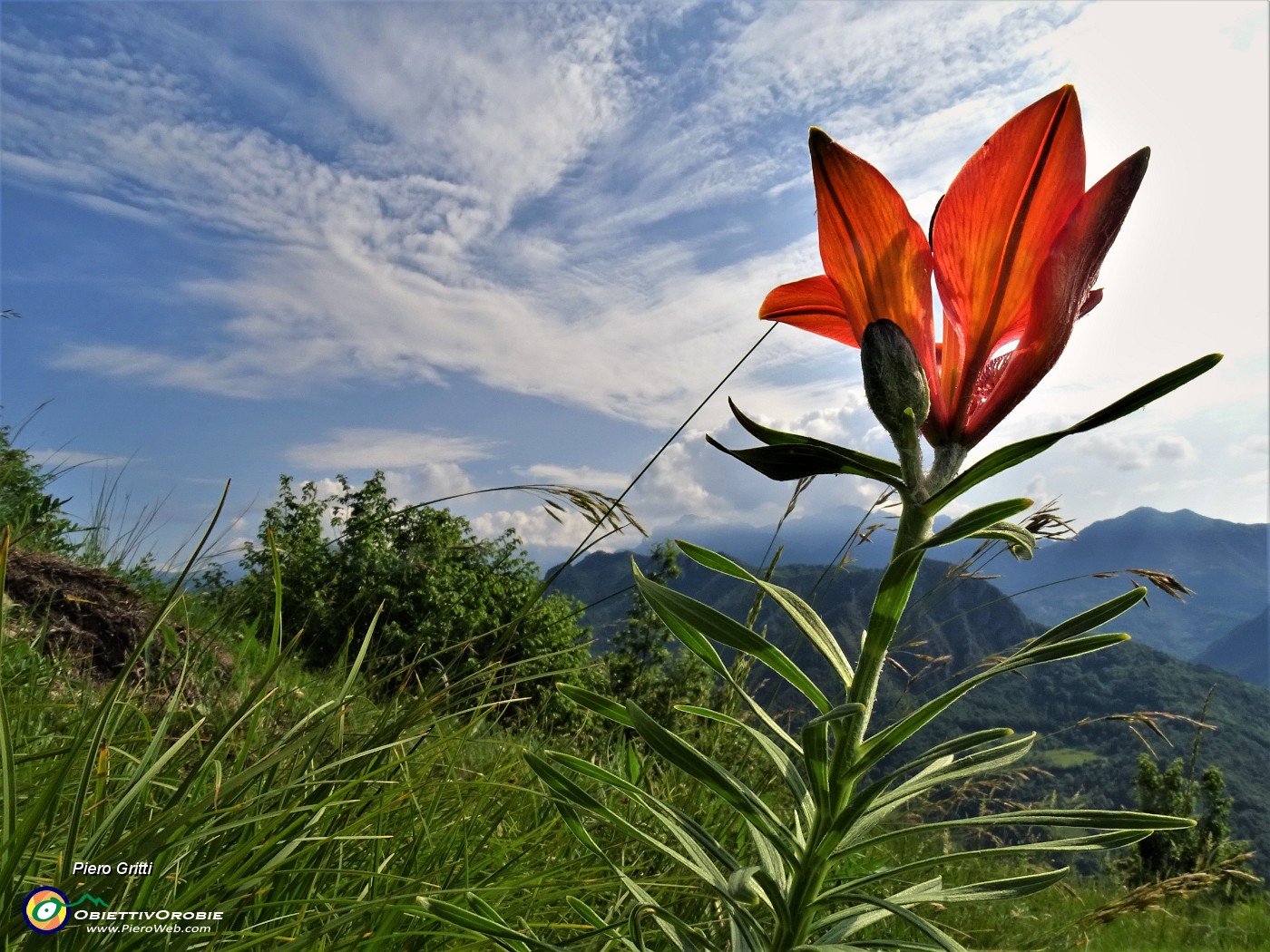 02 Lilium bulbiferum (Giglio rosso-di S. Antonio) sulla linea tagliafuoco salendo da Pernice al Pizzo .JPG